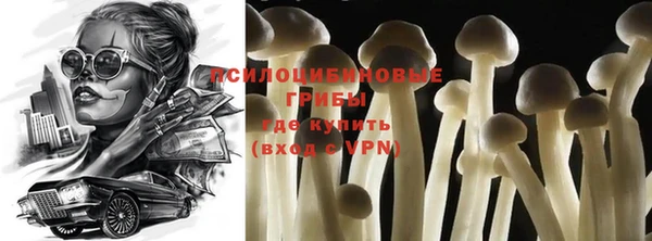 хмурый Аркадак