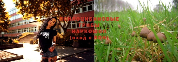 хмурый Аркадак