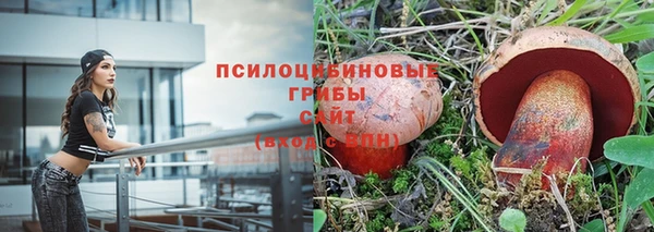 хмурый Аркадак